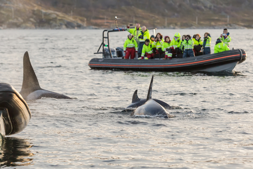 best whale watching tromso