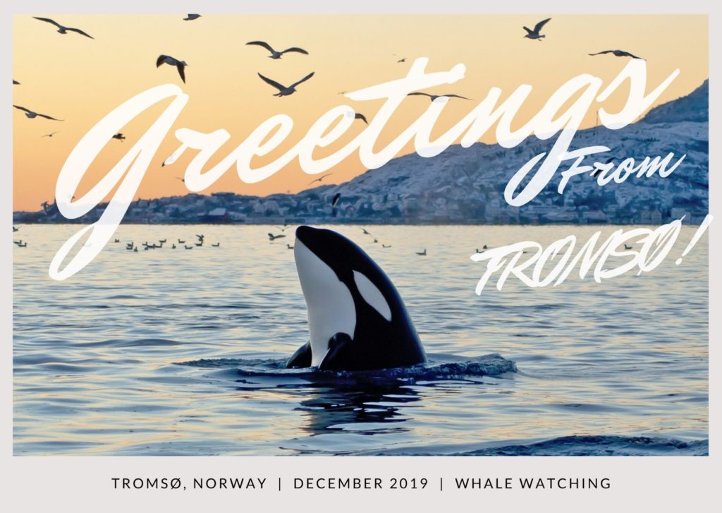 orca watching tromso