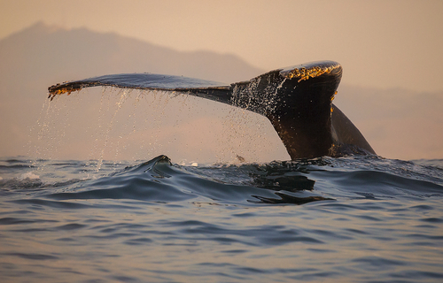 whale safari tromso