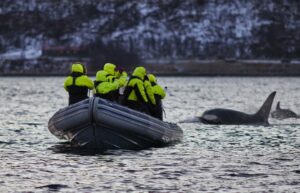 whale watching skjervøy