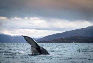 whale watching in Norway