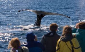 Alaska tales whale watching agency