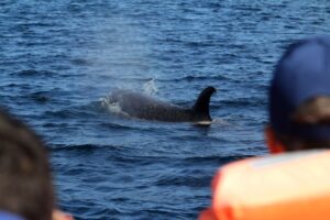 Azores whale watching 