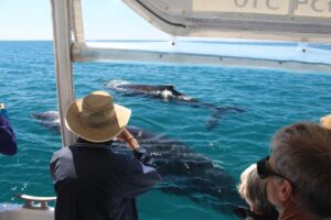 Hervey bay whale watch tour agency