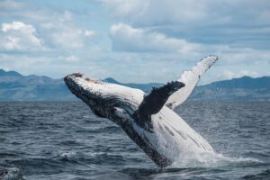 kaikoura whale watch tour agency