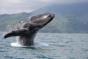 whale watching Hawaii tour agency