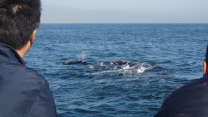 whale watching Hermanus tour agency
