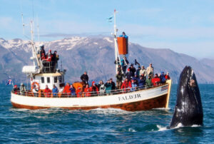 whale watching iceland tour agency