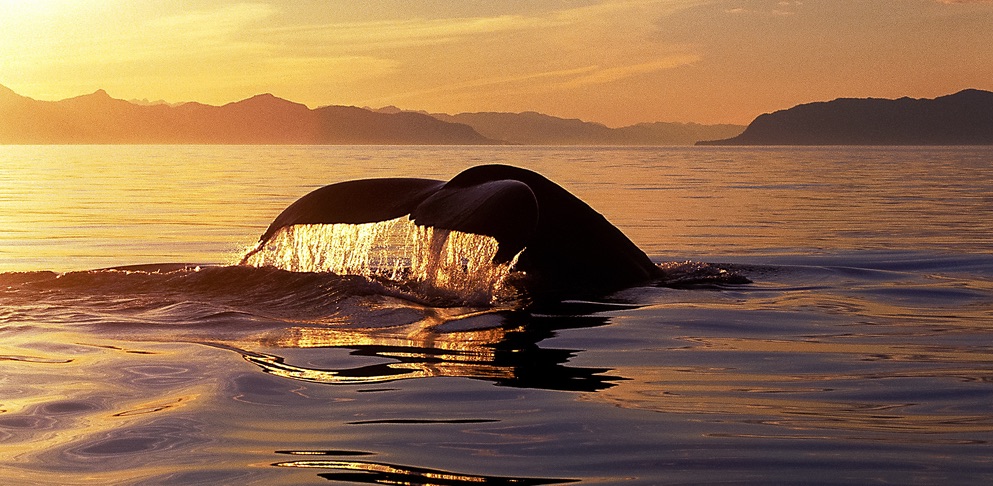 About Me - Whale Watching in Tromsø