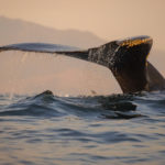 whale safari tromso
