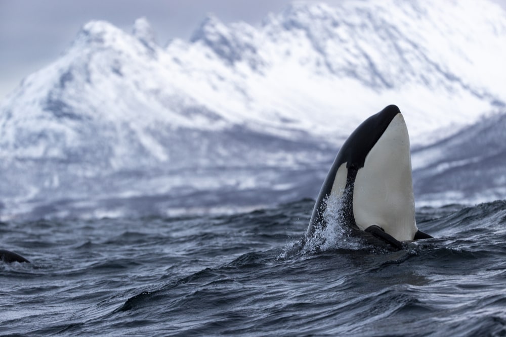 Whale Watching In Norway - A Beautiful Winter Adventure!