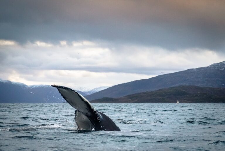 Whale Watching In Norway - A Beautiful Winter Adventure!