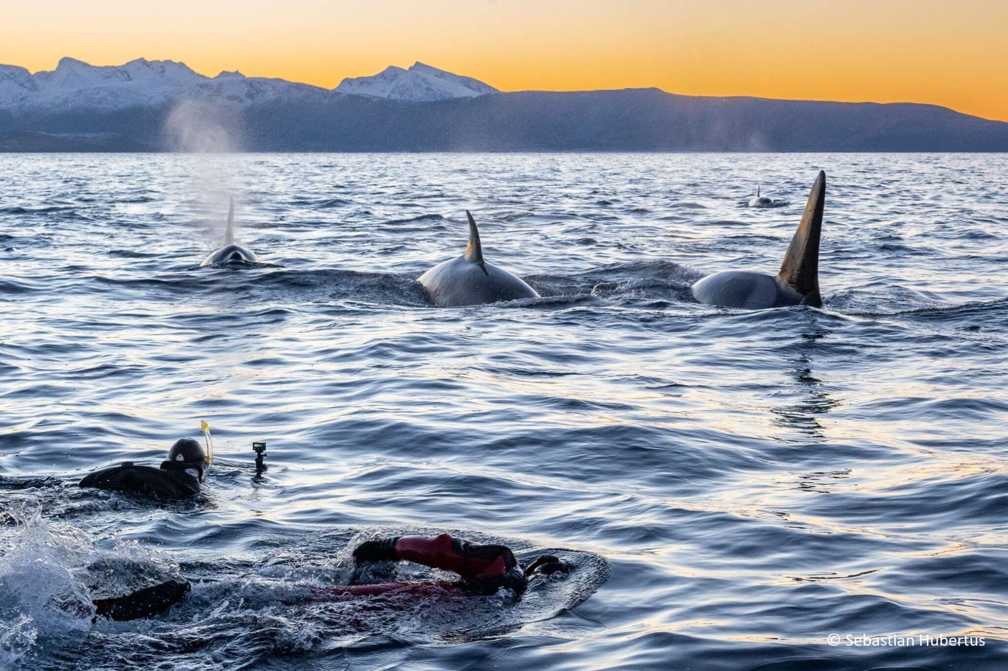 Swimming With Orcas in Norway - Whale Watching in Tromsø